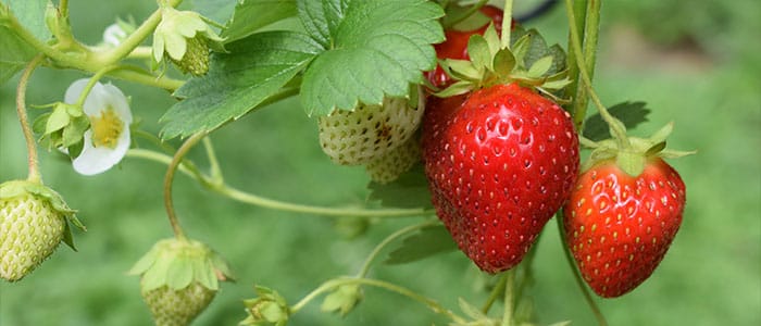 Cultivo frutal resistente