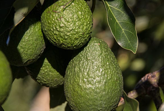 Cultivo de aguacates Química Masul soluciones agrícolas en Málaga