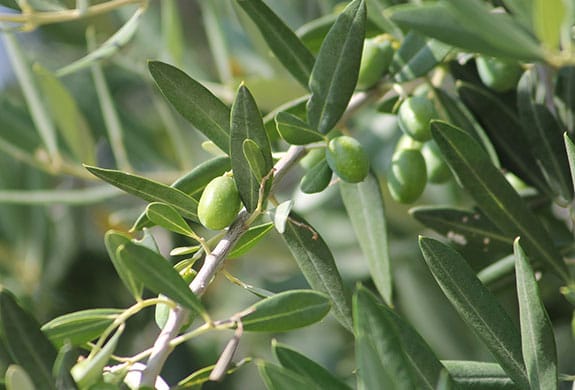 Olivar Química Masul soluciones agrícolas en Málaga
