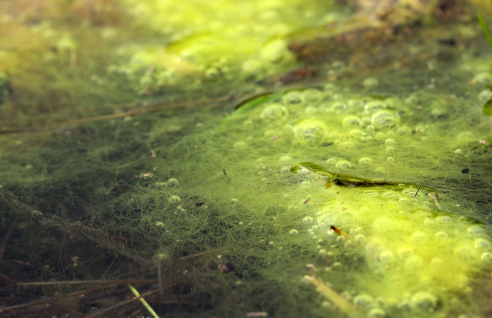 Cómo Eliminar las algas de las aguas embalsadas