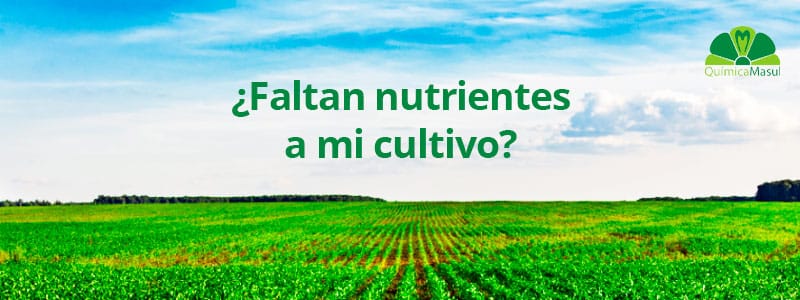 Cómo saber si le faltan nutrientes a mi cultivo