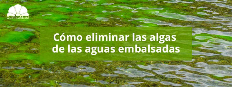 Cómo Eliminar las algas de las aguas embalsadas