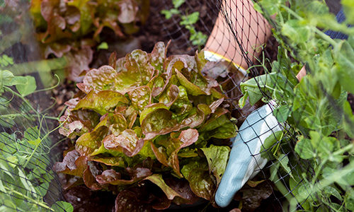 la-importancia-del-agua-en-la-agricultura
