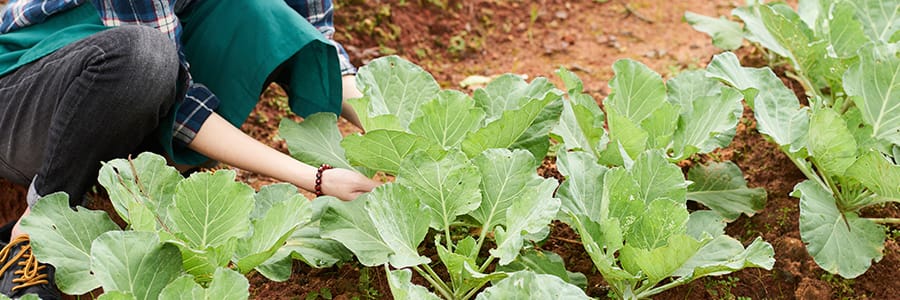 la-importancia-del-agua-en-la-agricultura