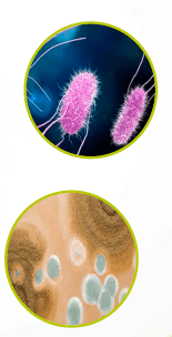 tipos-de-microorganismos-biocidas-y-desinfectantes