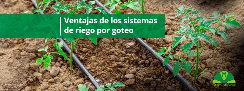Ventajas-de-los-sistemas-de-riego-por-goteo