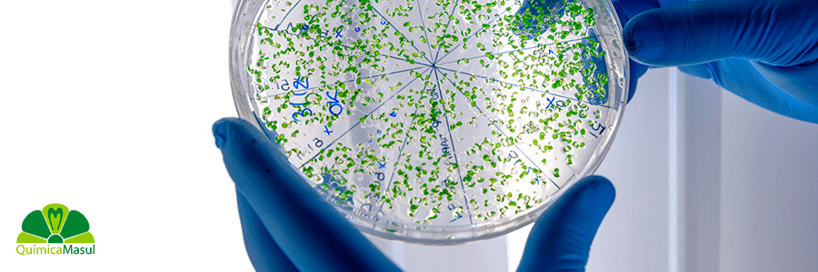 La-importancia-del-tratamiento-de-la-Legionella
