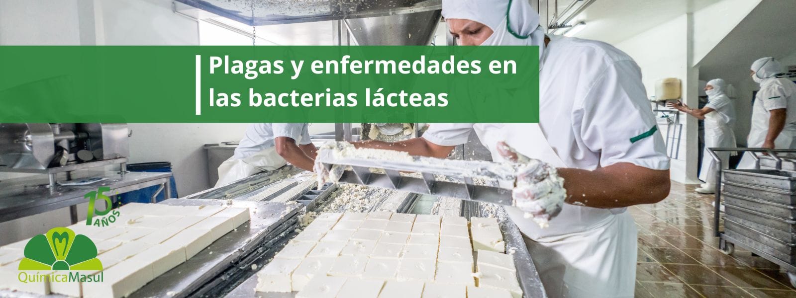 plagas-y-enfermedades-en-las-bacterias-lácteas
