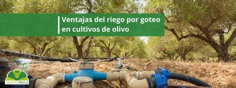 Ventajas-del-riego-por-goteo-en-cultivos-de-olivo